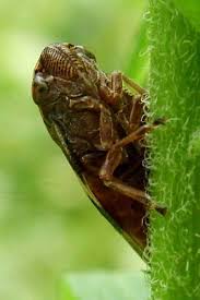 Attēlu rezultāti vaicājumam “Aphrophora alni”