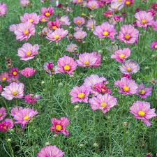 Image result for Cosmos bipinnatus