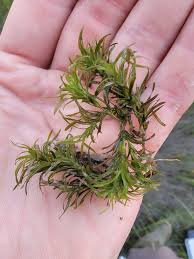 Attēlu rezultāti vaicājumam “Najas flexilis”