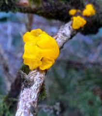 Attēlu rezultāti vaicājumam “Tremella mesenterica”