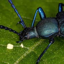 Attēlu rezultāti vaicājumam “Alleculidae”