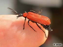 Attēlu rezultāti vaicājumam “Pyrochroidae”