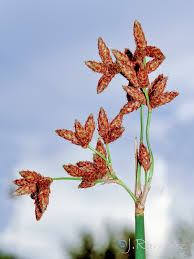 Attēlu rezultāti vaicājumam “Schoenoplectus lacustris subsp. lacustris”