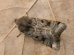 Attēlu rezultāti vaicājumam “Protoschinia scutosa”