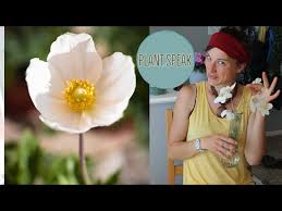 Attēlu rezultāti vaicājumam “Anemone sylvestris flower”