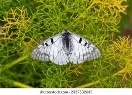 Attēlu rezultāti vaicājumam “Parnassius mnemosyne upperside”