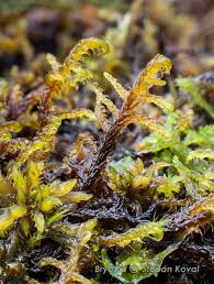 Attēlu rezultāti vaicājumam “Hamatocaulis vernicosus”