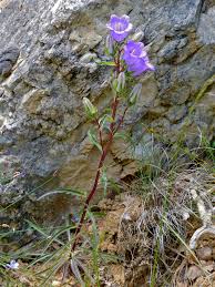 Image result for Campanula affinis
