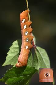 Attēlu rezultāti vaicājumam “Sphinx pinastri larva”