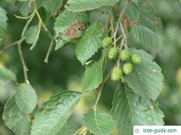 Attēlu rezultāti vaicājumam “Alnus incana leaf”