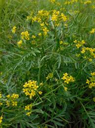 Attēlu rezultāti vaicājumam “Rorippa sylvestris leaf”