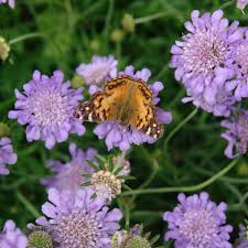 Image result for Scabiosa col.`Butterfly Blue`