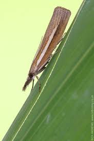 Attēlu rezultāti vaicājumam “Agriphila selasella”