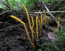 Attēlu rezultāti vaicājumam “Clavulinopsis cinerioides”
