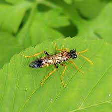 Attēlu rezultāti vaicājumam “Tenthredo mandibularis”