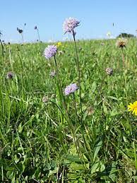 Attēlu rezultāti vaicājumam “Succisa pratensis flower”