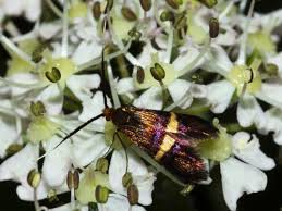 Attēlu rezultāti vaicājumam “Adelidae”