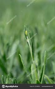Attēlu rezultāti vaicājumam “Lavandula angustifolia bud”