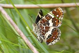 Attēlu rezultāti vaicājumam “Araschnia levana”