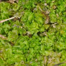 Attēlu rezultāti vaicājumam “Fossombronia foveolata”