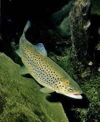 Image result for Salmo macrostigma