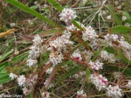 Attēlu rezultāti vaicājumam “Cuscuta epithymum subsp. trifolii flower”