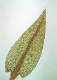 Attēlu rezultāti vaicājumam “Pohlia wahlenbergii var. calcarea”