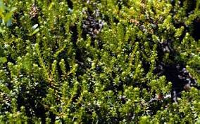 Attēlu rezultāti vaicājumam “Empetraceae”