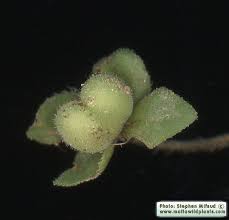 Attēlu rezultāti vaicājumam “Veronica persica fruit”