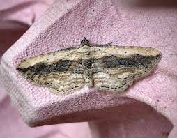 Attēlu rezultāti vaicājumam “Horisme vitalbata”