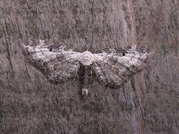 Attēlu rezultāti vaicājumam “Eupithecia succenturiata”