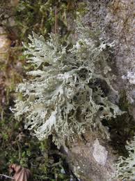 Attēlu rezultāti vaicājumam “Ramalina pollinaria”
