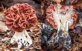 Attēlu rezultāti vaicājumam “Fuligo gyrosa macro”