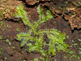 Attēlu rezultāti vaicājumam “Lophocolea”