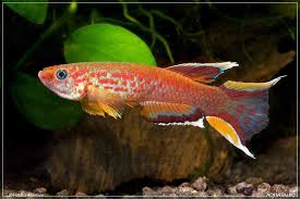 Image result for Aphyosemion