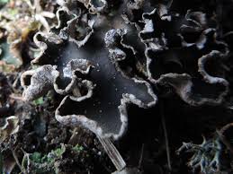 Attēlu rezultāti vaicājumam “Peltigera malacea”