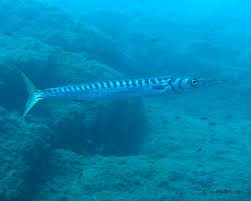 Image result for Sphyraena viridensis