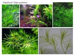 Attēlu rezultāti vaicājumam “Najadaceae”