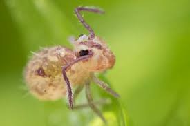 Attēlu rezultāti vaicājumam “Ptenothrix sp.”