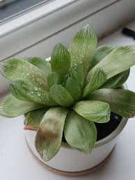Image result for Haworthia mix