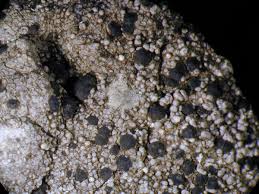 Attēlu rezultāti vaicājumam “Porpidia macrocarpa”