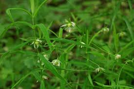 Attēlu rezultāti vaicājumam “Stellaria holostea leaf”
