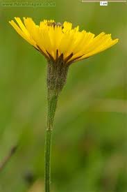 Attēlu rezultāti vaicājumam “Leontodon autumnalis”