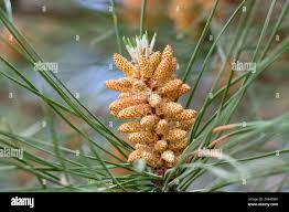 Attēlu rezultāti vaicājumam “Pinus pumila male flower”