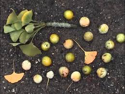 Attēlu rezultāti vaicājumam “Ginkgo biloba fruit”