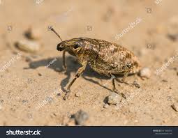 Attēlu rezultāti vaicājumam “Cleonis pigra”