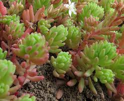 Attēlu rezultāti vaicājumam “xComagaria rosea”