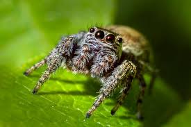 Attēlu rezultāti vaicājumam “Coenonympha hero underside”