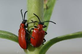 Attēlu rezultāti vaicājumam “Lilioceris lilii”