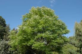 Attēlu rezultāti vaicājumam “Gymnocladus dioicus”